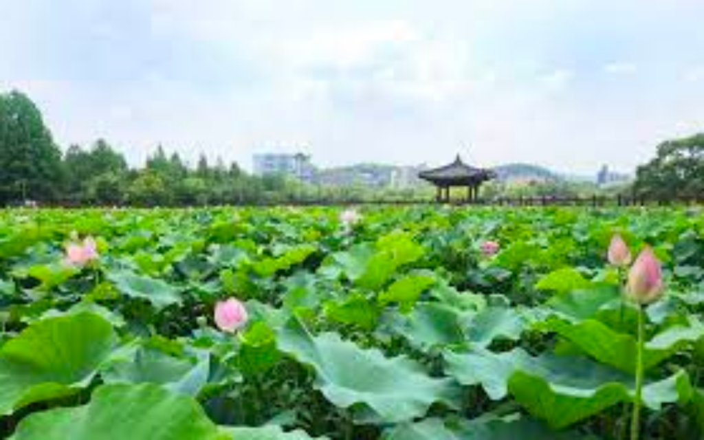 덕진공원ㅣ출처(전라북도 문화관광)