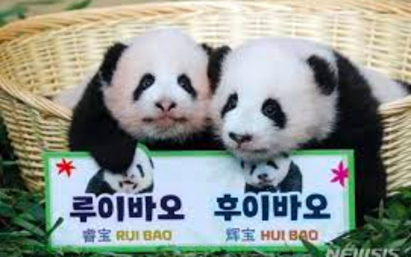 루이바오,후이바오 쌍둥이 판다ㅣ출처(머니투데이)