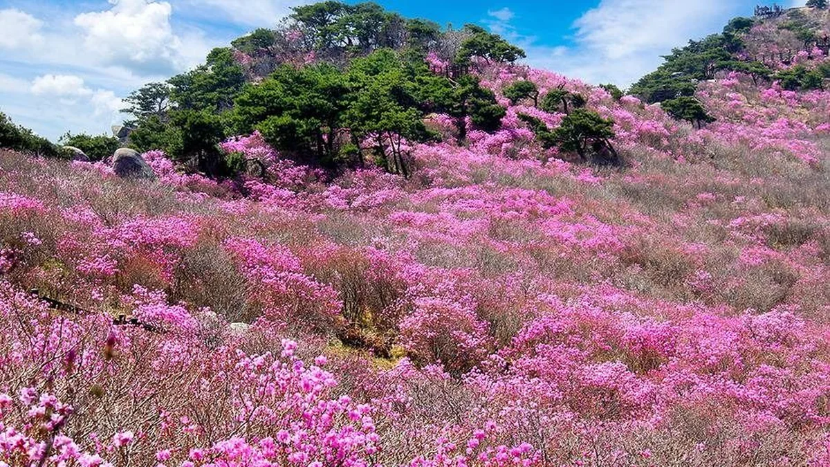 대구 비슬산군립공원 체험, 자연 속 힐링 시간 추천