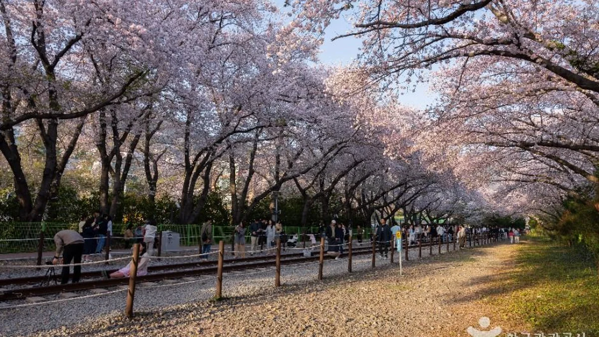 경남 경화역 벚꽃길, 봄철 만개한 벚꽃 산책 명소