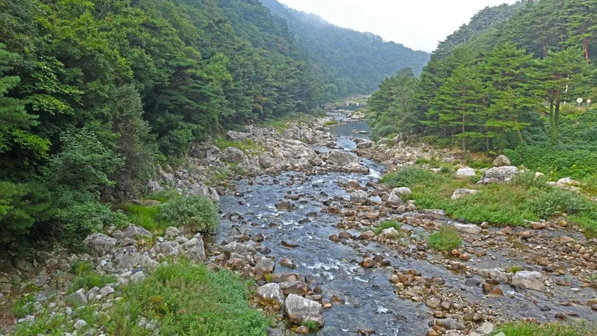 강원 추대계곡 축제, 여름 만끽할 완벽한 명소