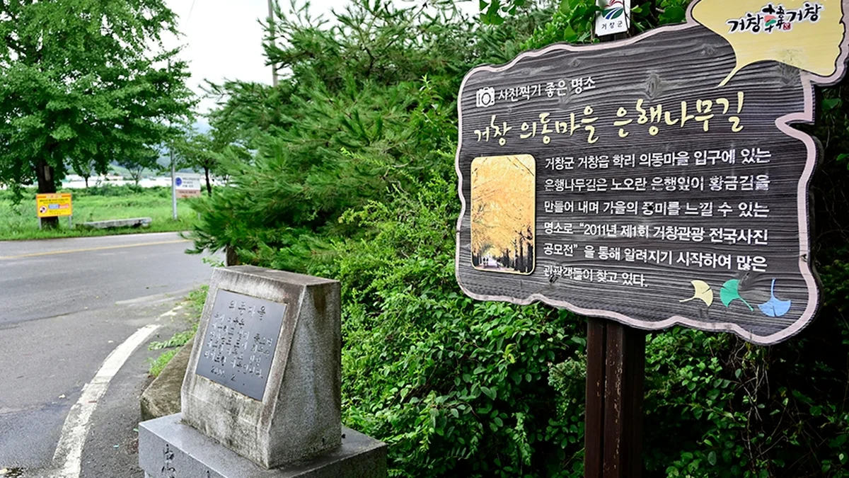 경남 거창은행나무길 체험, 가을 황금빛 산책로 방문 팁