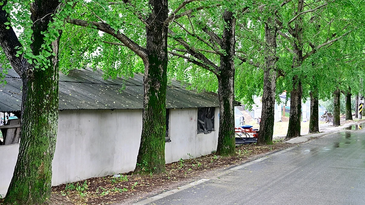 경남 거창은행나무길 체험, 가을 황금빛 산책로 방문 팁