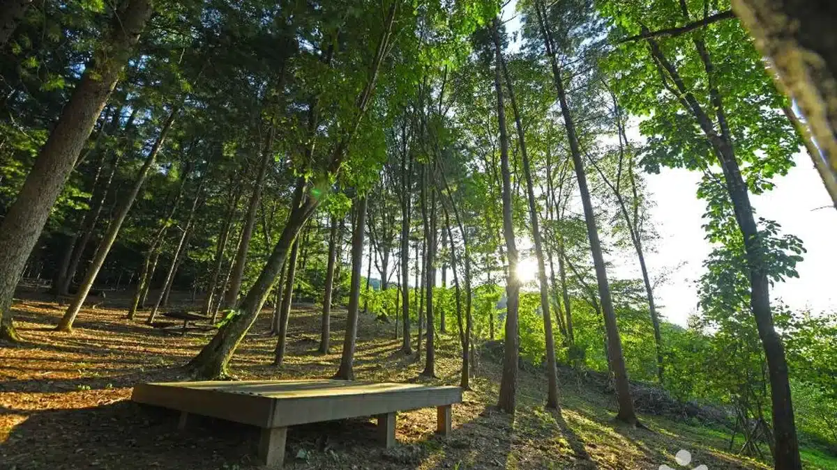 봉래산산림욕장