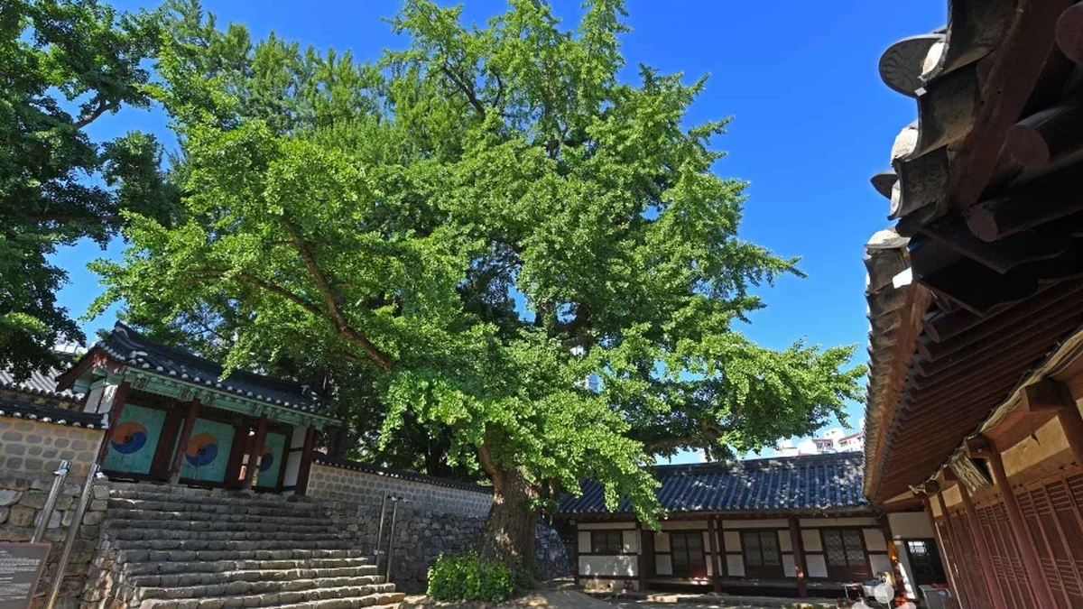 충남 서산향교 은행나무 체험, 가을 고풍의 정취 느끼기