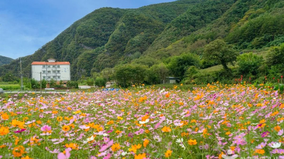 강원 봉래산(영월) 억새 체험, 가을 산책 추천 명소