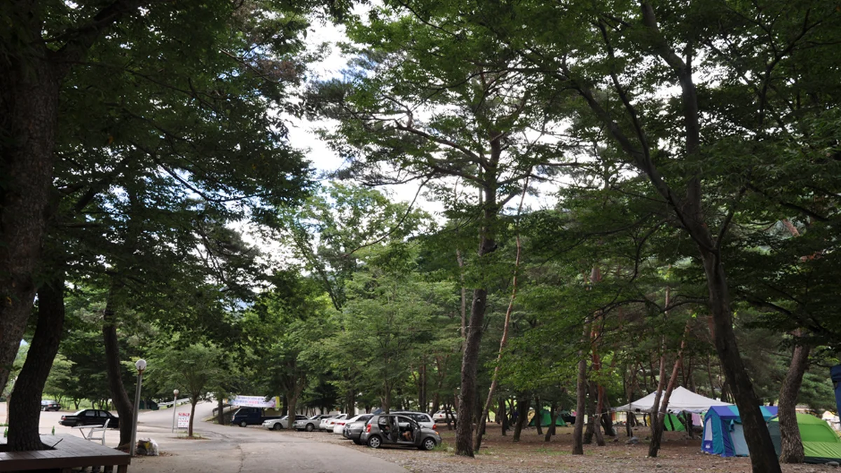 대포숲