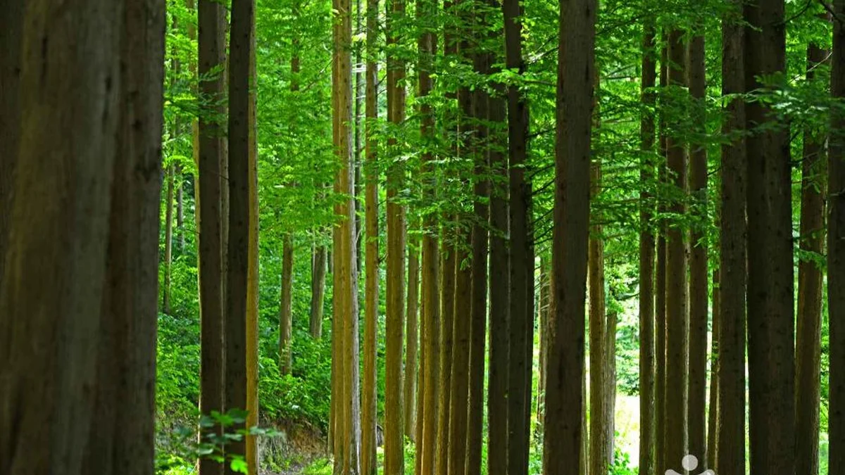 화인산림욕장