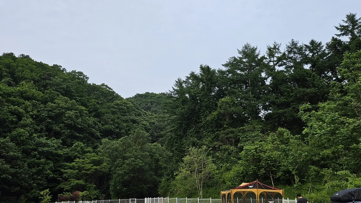 블루베리캠핑장
