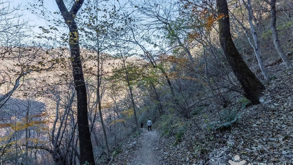 내장산 굴거리나무군락