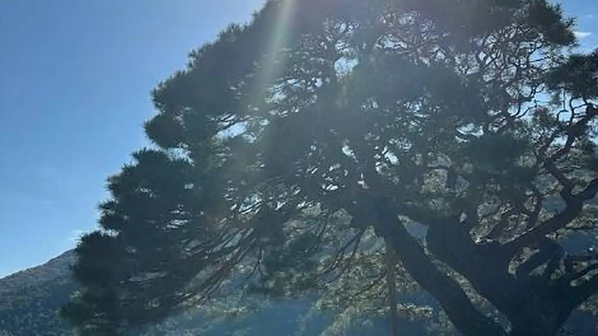 단풍산