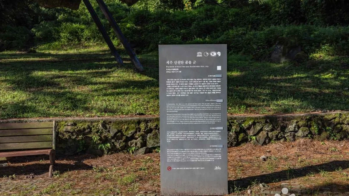 제주 산천단곰솔 가볼만한곳, 천연기념물의 특별한 매력