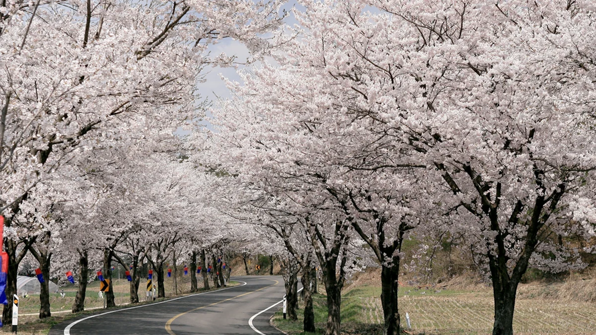충남 장곡사벚꽃길, 사계절 아름다움 가볼만한곳
