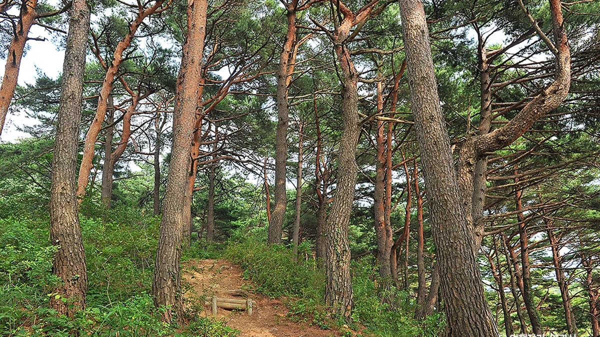 화진포소나무숲산림욕장