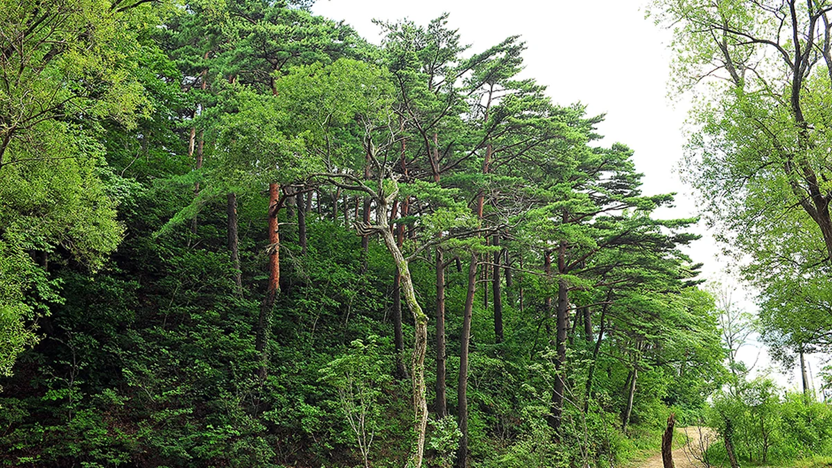 화진포소나무숲산림욕장