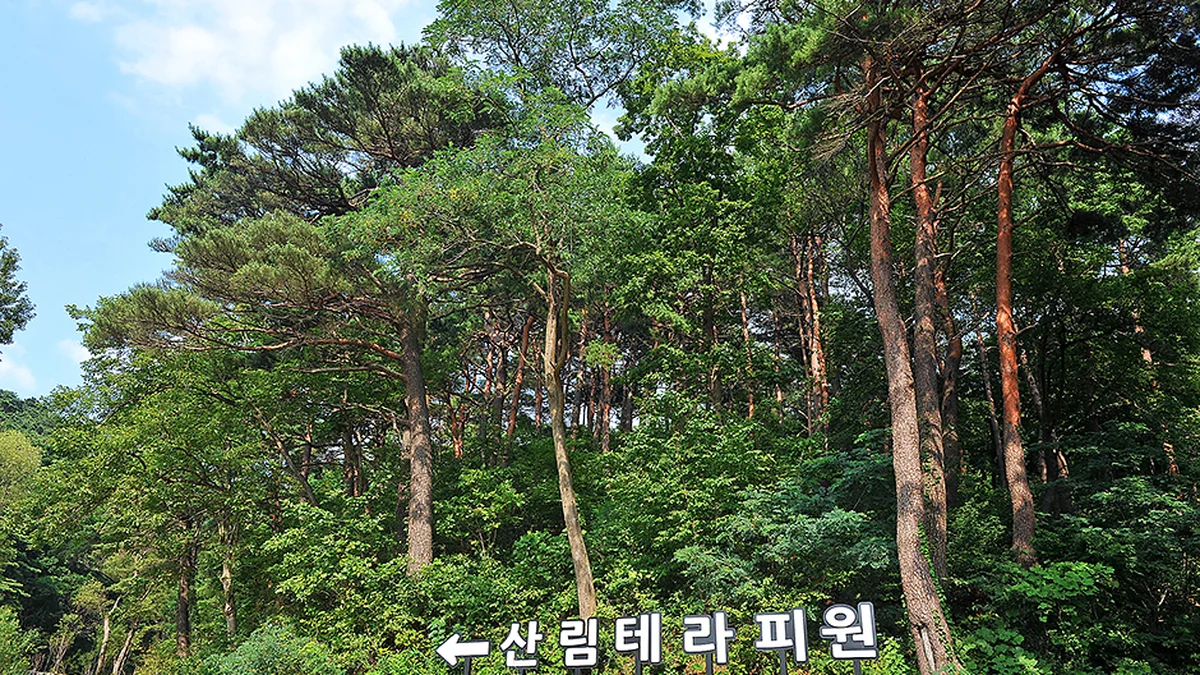 화진포소나무숲산림욕장