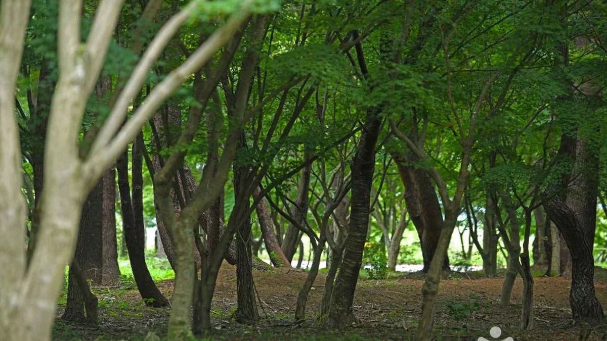 내장산수목원